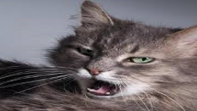 European Animal Vaccine Market Trends, Size, Forecast - 2019-2025