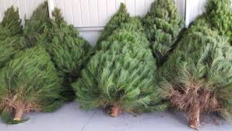 Xmas trees online in Carrum Downs