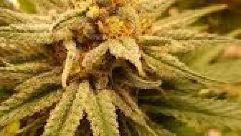 royal lemon kush strain