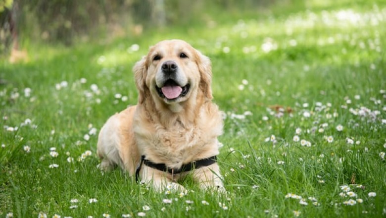 Situations When Should You Use Dog Crates and Cages and When You Shouldn’t!