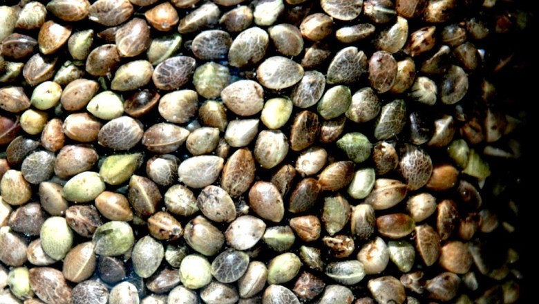 Hemp Seeds Market Trends - What will be the Short-term Impact of COVID-19?