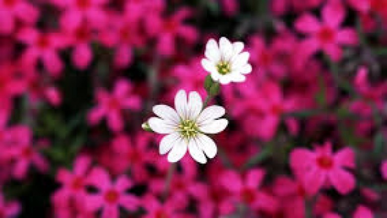 Make Your Every Moment Lively with Real Flowers