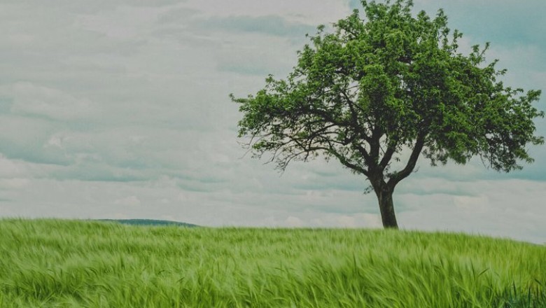 St Louis PTSD Therapists