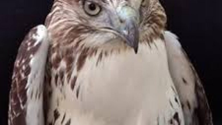 Rodenticides Market Top Companies Analysis To Grow Your Business in 2020