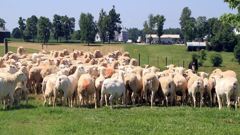 Get The Highest Quality Livestock And Medical Supplies Online