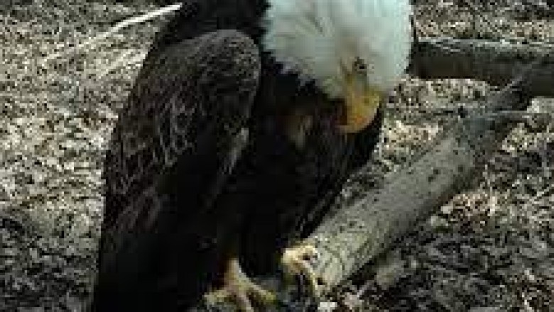 Rodenticides Market Interesting Facts, I Bet You Never Knew About This in 2020