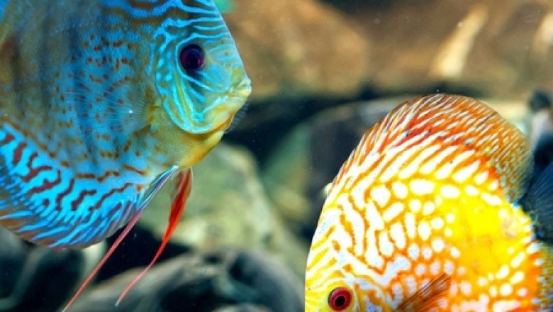 A Guide To Obtaining Discus Fish