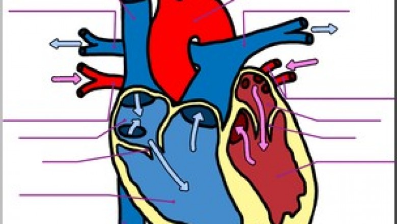 Cardiac Biomarkers Market Global Size, Trends and Research Analysis 2020 to 2030