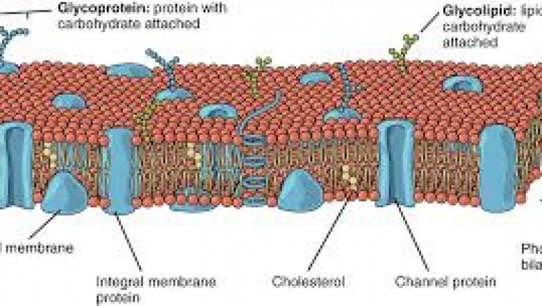 Know Why Membranes Market Will Have Robust Demand in 2020 ?