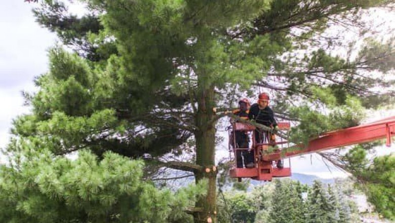 The importance of tree risk management | Arborcraft Tree Services
