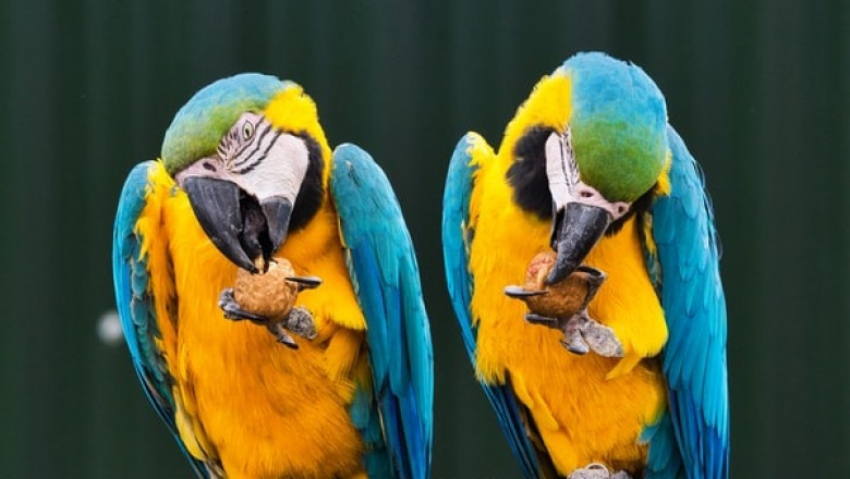 What Types of Parrot Toys Does Your Pet Need?