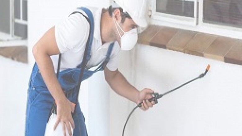 TERMITES CONTROL IN TAMPA