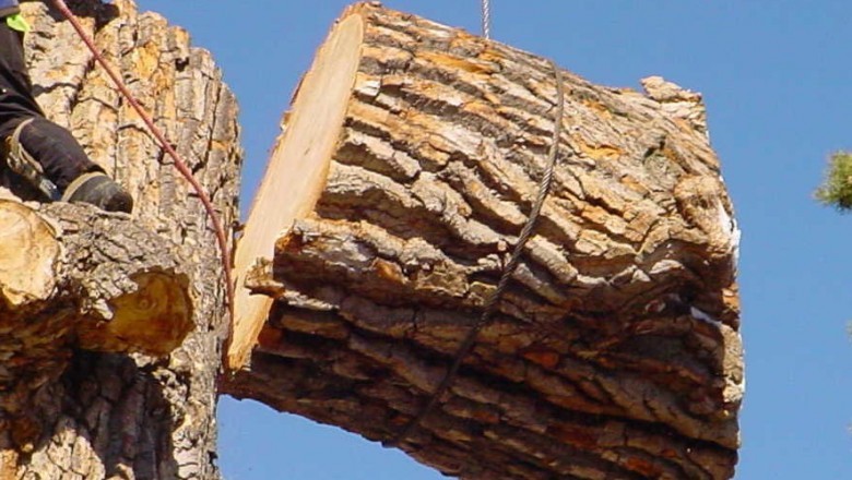 Tree Removal Pass Christian