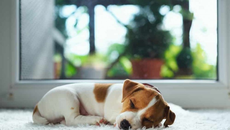 Pest Control - Possess a Clean Plus Pests-Free Surrounding