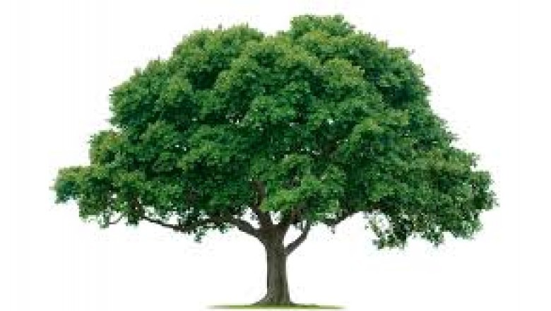 Tree Removal Services Pass Christian | Tree & Stump Services