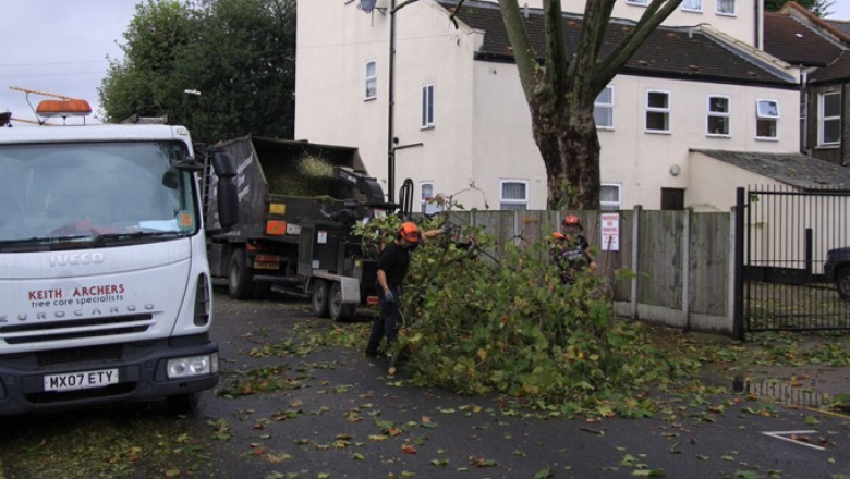 Tree surgeons Enfield