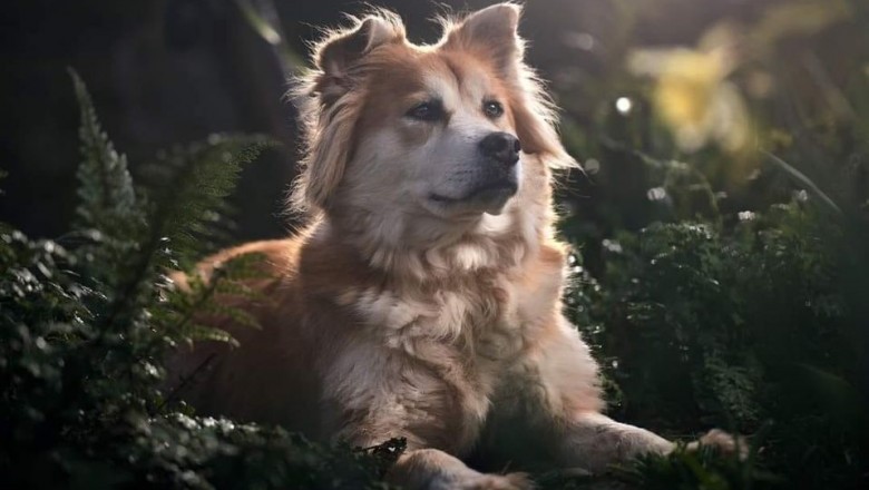 Fixing Separation Anxiety in Dogs in UK