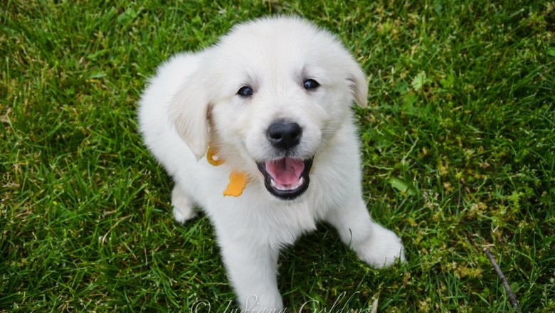 Best Quality Golden Retriever Tennessee