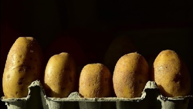Egg Replacers Market – Facilitating Healthy Egg Alternatives