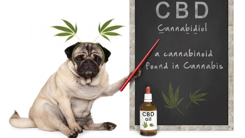 Pet CBD