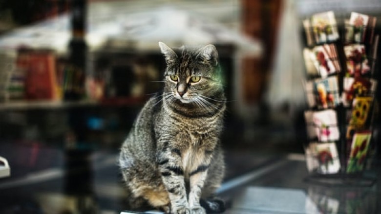 You Should Make Sure That a Pet Store Meets These 2 Important Requirements!