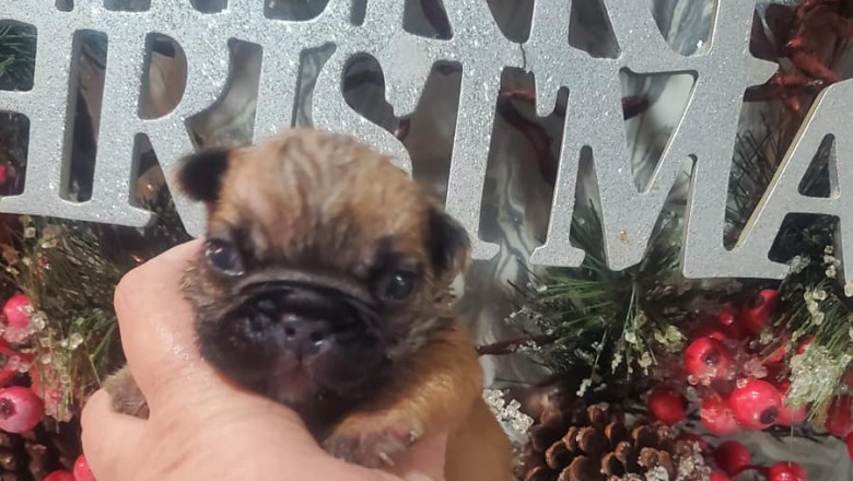 Michelle Russell Dog Breeder