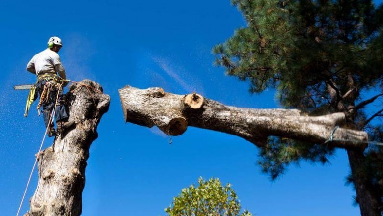 Tree Removal - What It is best to Know