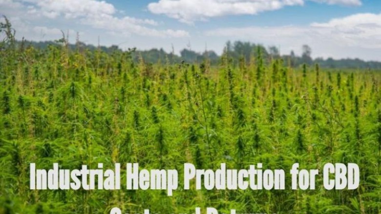 hemp cbd business