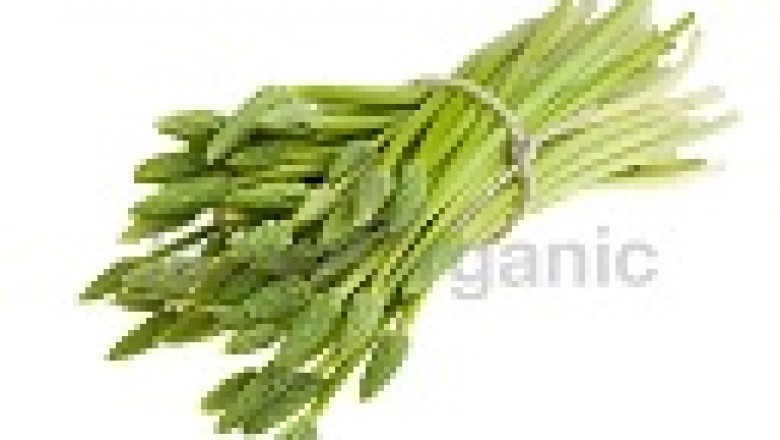 Shatavari Extract Powder