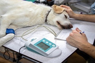 Veterinary Monitoring Equipment Market-Enabling Sound Health Monitoring of Veterinary Patients