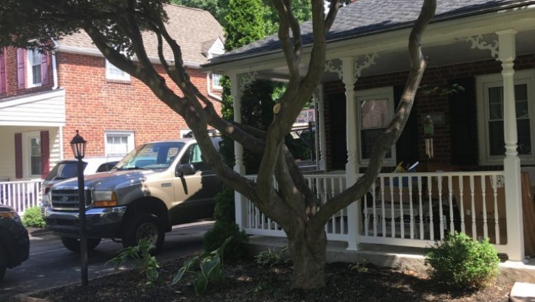 Tree Trimming Delaware County PA