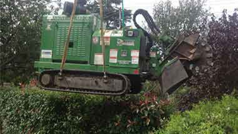 Above All Arbor - Best Arborists,Stump Removal,Tree Removal,Tree Lopper,Tree Service Southern Highlands