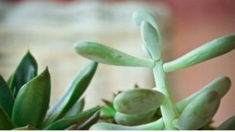How to Propagate Succulents in Water - Succulentplants