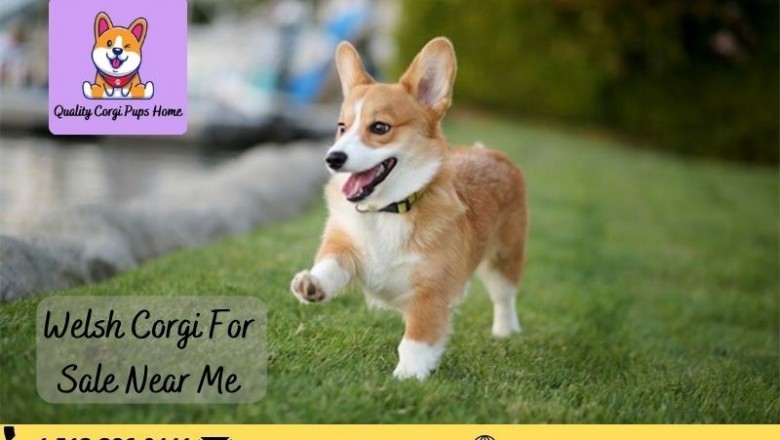Welsh Corgi For Sale Near Me
