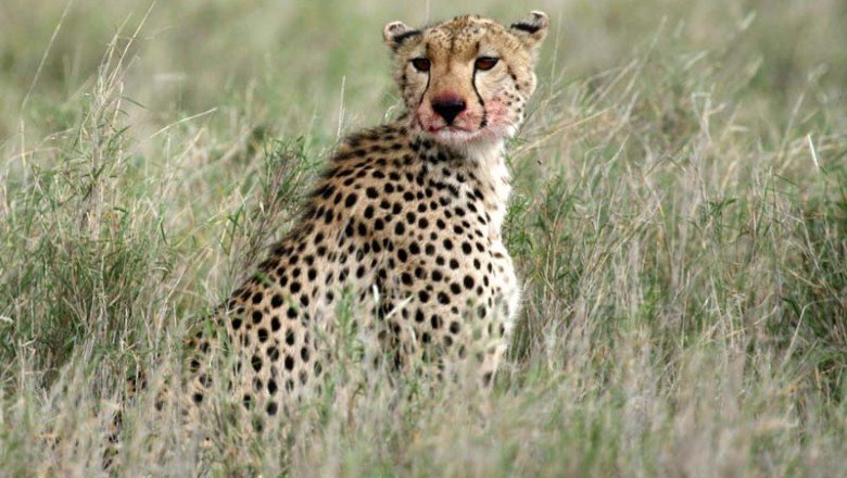 Organizing the very best Safari Visit to Africa