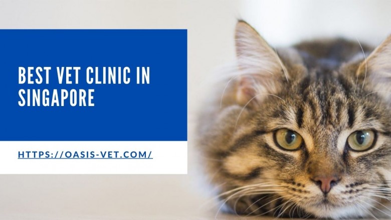 How To Choose The Right Pet Clinic In Singapore?