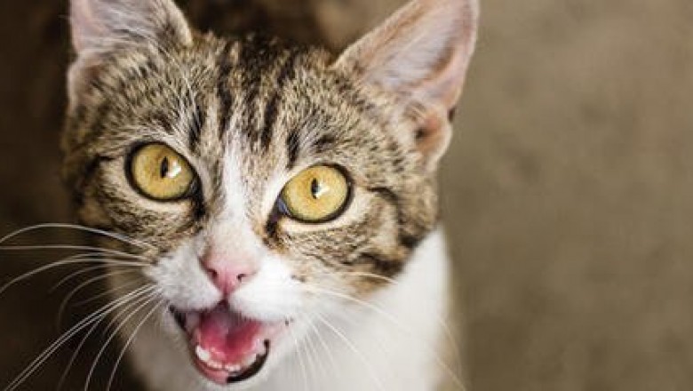 How to Handle Territorial Aggression in Cats