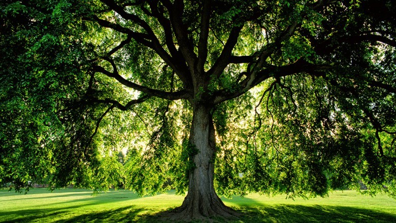 About Us - Tree Arborists Melbourne | ArborCraft Tree Service