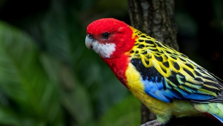 Reasons Why Bird Toys Are Essential