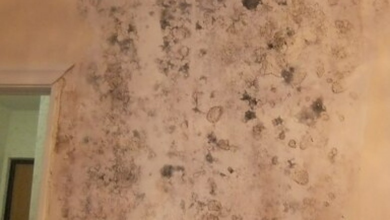 Mold Removal and Common Myths