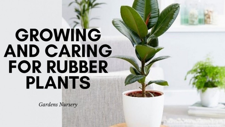 Several Gardening Recommendations For You