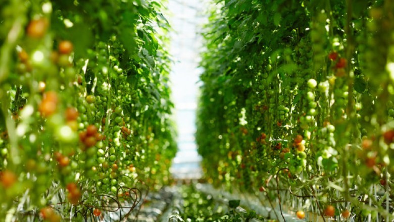 Reduce Carbon Dioxide Emissions To Raise Bioethanol Demand