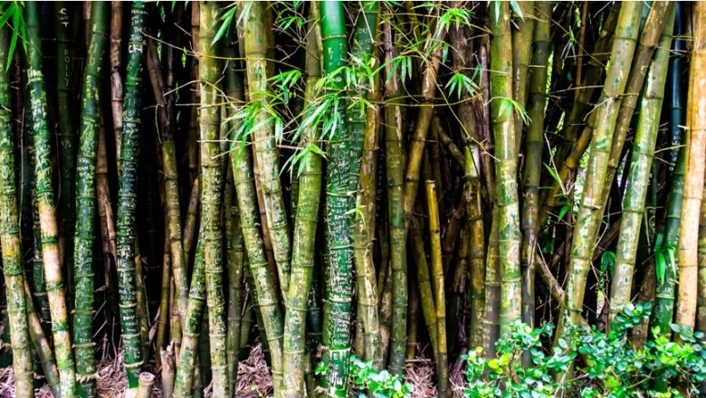 Why You will need To consider Using Bamboo Products
