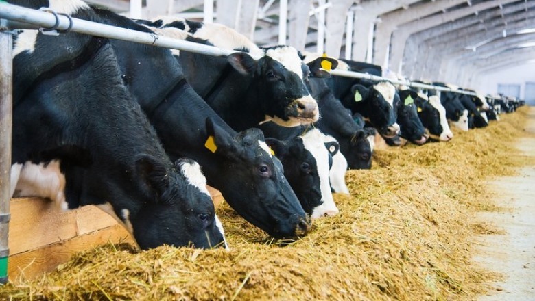 Animal Feed Additives Market
