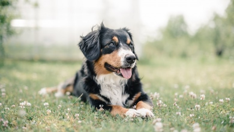 Great Deals from a Pet Warehouse