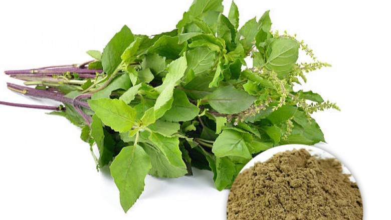 Organic Holy Basil Leaves Powder