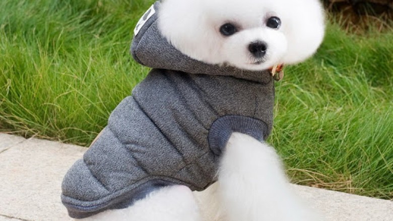 Tips For A Wonderful ESA Experience