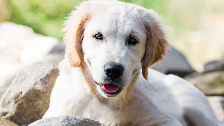 What Mistakes To Avoid When Getting A Pet Dog