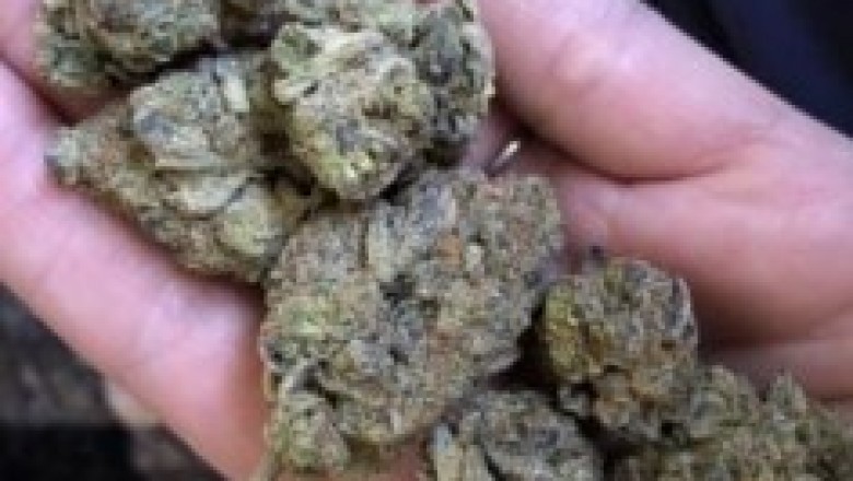 Sativa strain