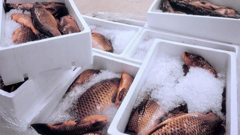 Fishmongers in Denmark use compression technique to handle waste EPS foam fish boxes
